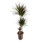 Dracaena marginata magenta - dracaena magenta plante d'intérieur - pot de 24cm - hauteur 110-130cm