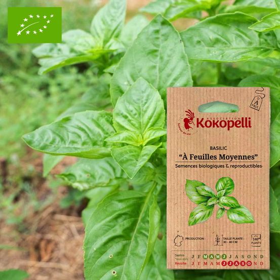 Basilic à feuilles moyennes- graines bio à semer