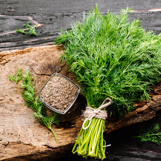 Aneth, fenouil bâtard le sachet de 400 graines environ (1g)