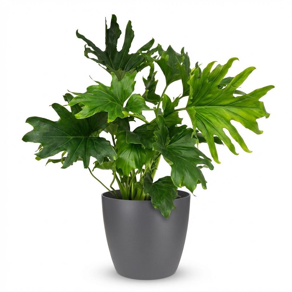 Philodendron - philodendron lickety split - pot de 19cm - hauteur 70cm