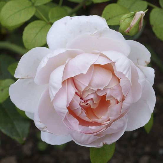 Rosier anglais 'wildeve' pot de 4l/5l