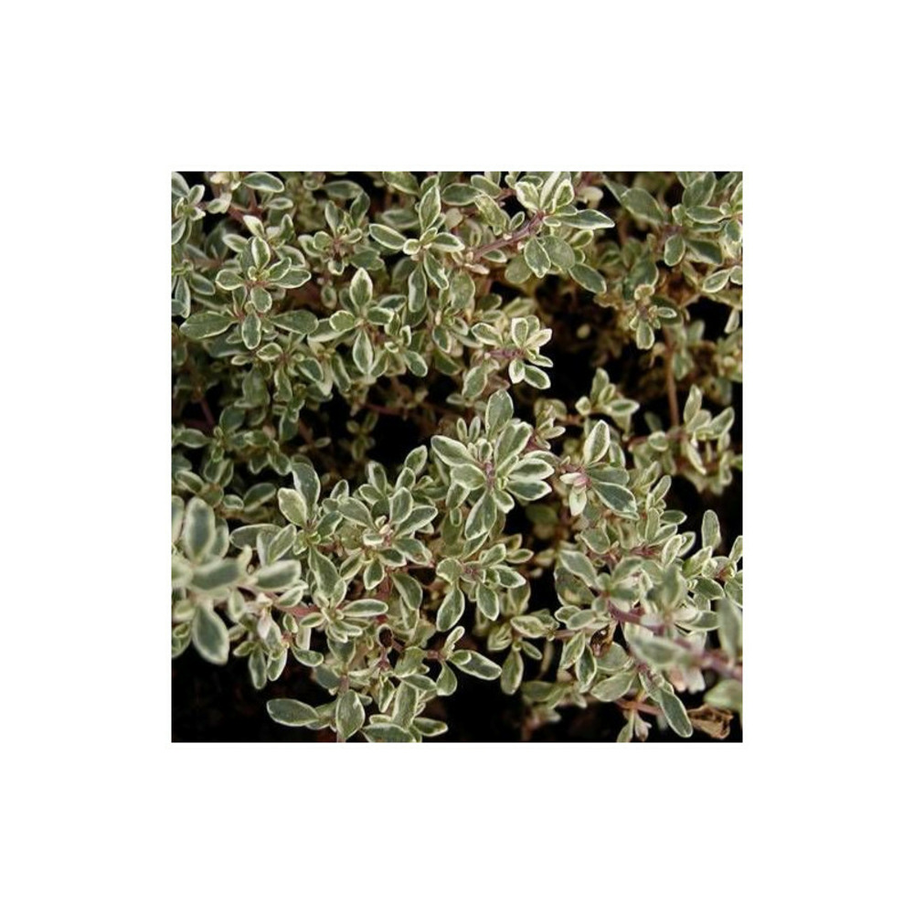 Thym citron panaché lot de 3 godets