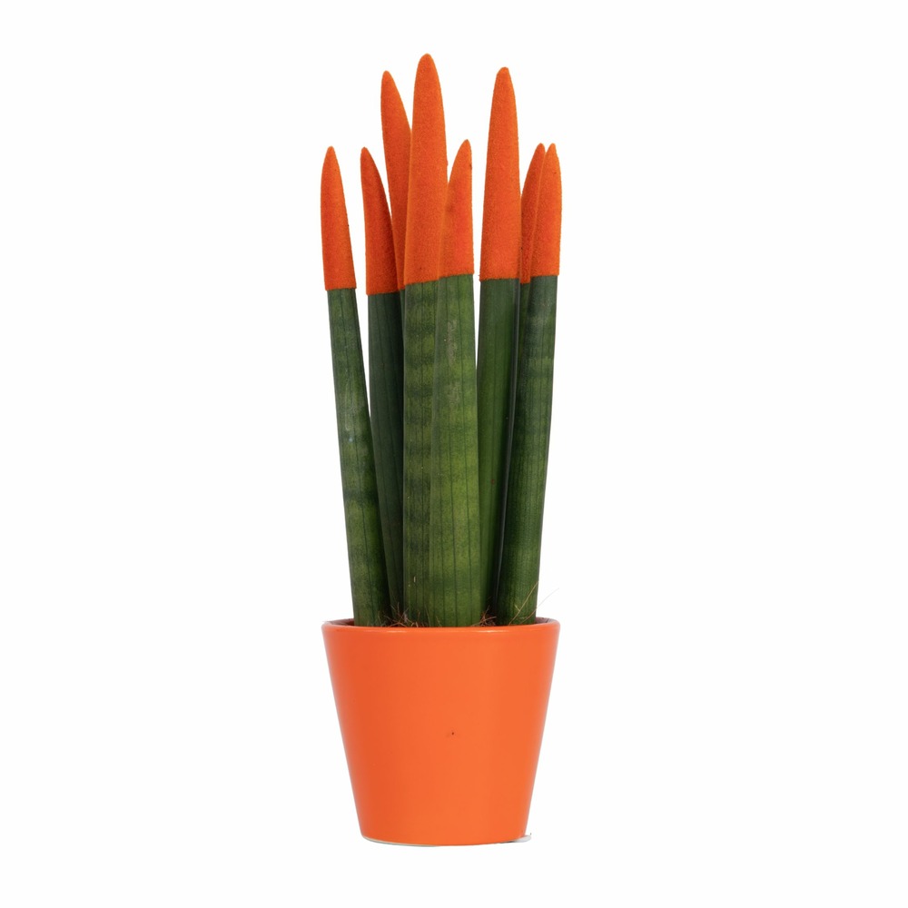 Sansevieria cylindrique - hauteur 20-40cm - pot 9cm