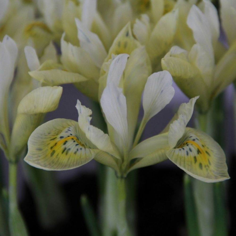 Iris 'katharine's gold' bulbe calibre 6+ (par 5)