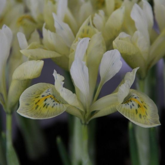 Iris 'katharine's gold' bulbe calibre 6+ (par 5)
