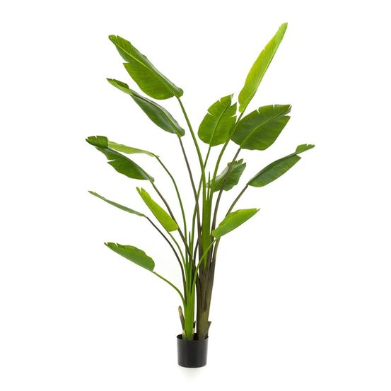 Strelitzia nicolai - h180 cm