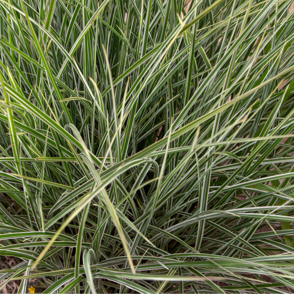 Roseau de chine variegatus - miscanthus sinensis variegatus 60 cm godet 9cm