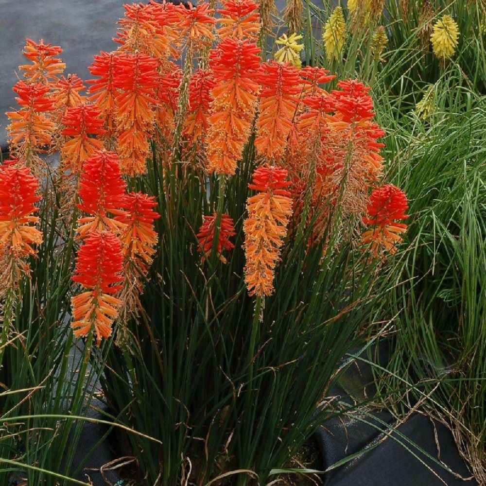 Kniphofia, tison de satan poco sunset® lot de 3 godets