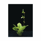Plante aquatique : Echinodorus Tropica en pot