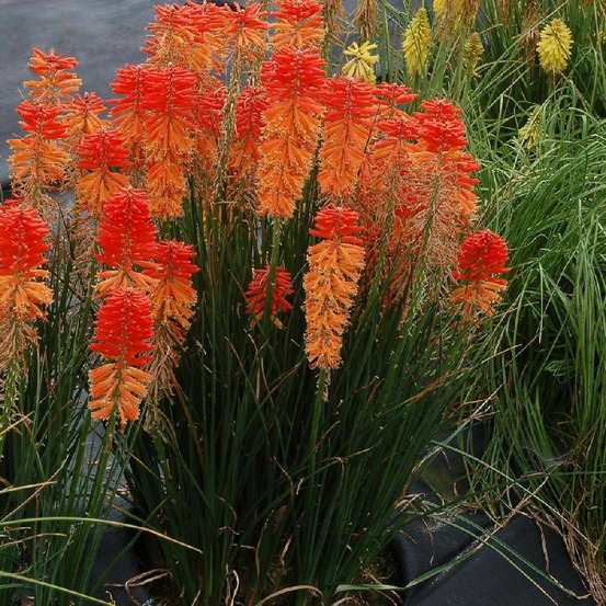 Kniphofia, tison de satan poco sunset® lot de 5 godets