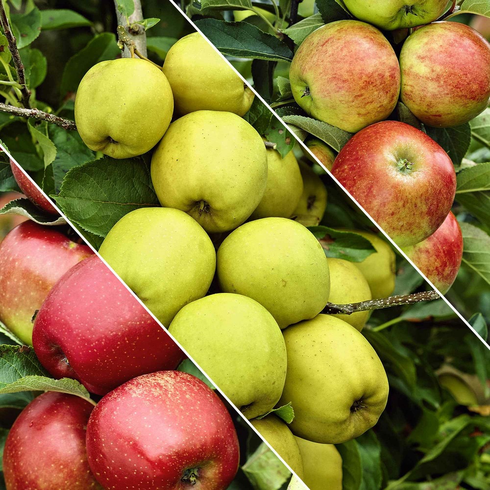 Pommier sur tige 3 variétés en 1 - le pot / 2l / hauteur livrée 60-100cm