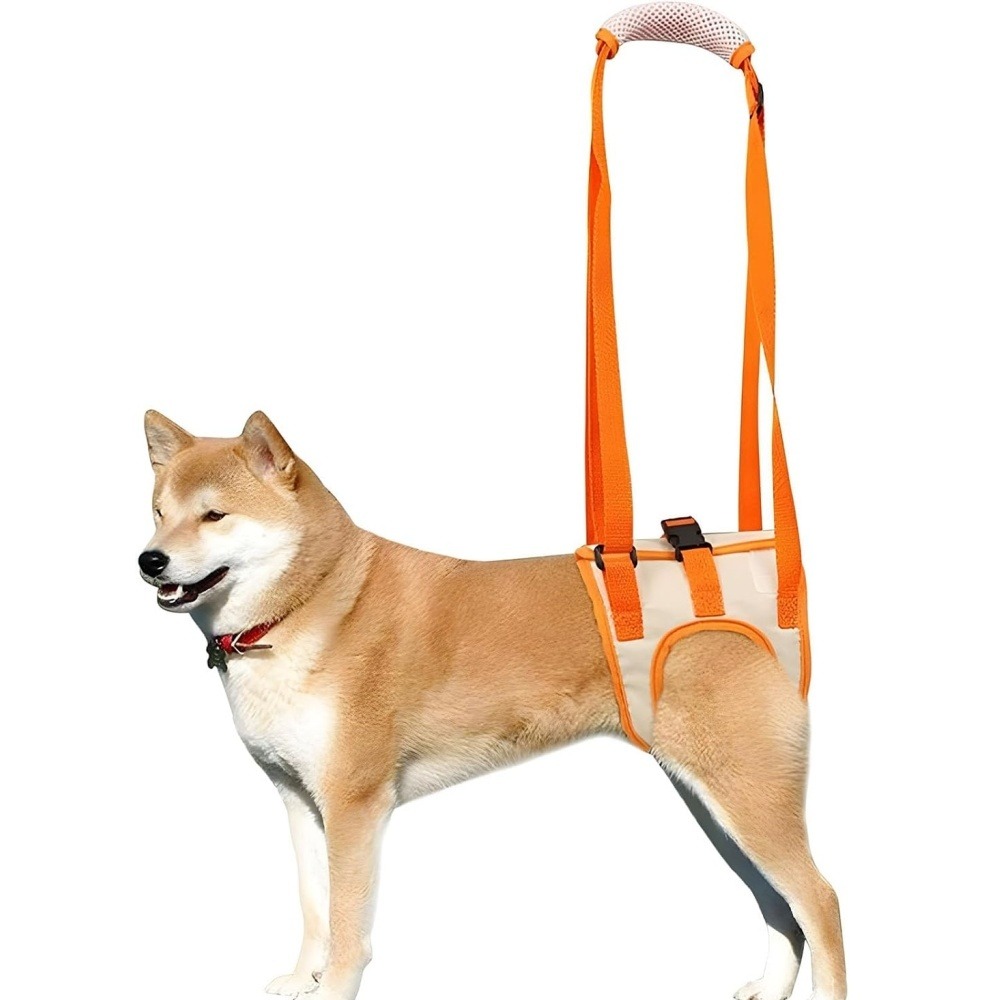 Sangle de soutien des pattes arrières pour chien
