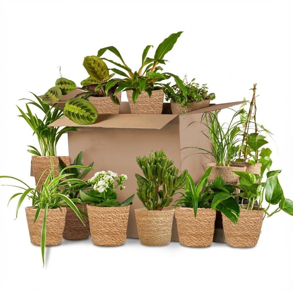 Box plantes deuxième chance - mix 12 plantes surprises