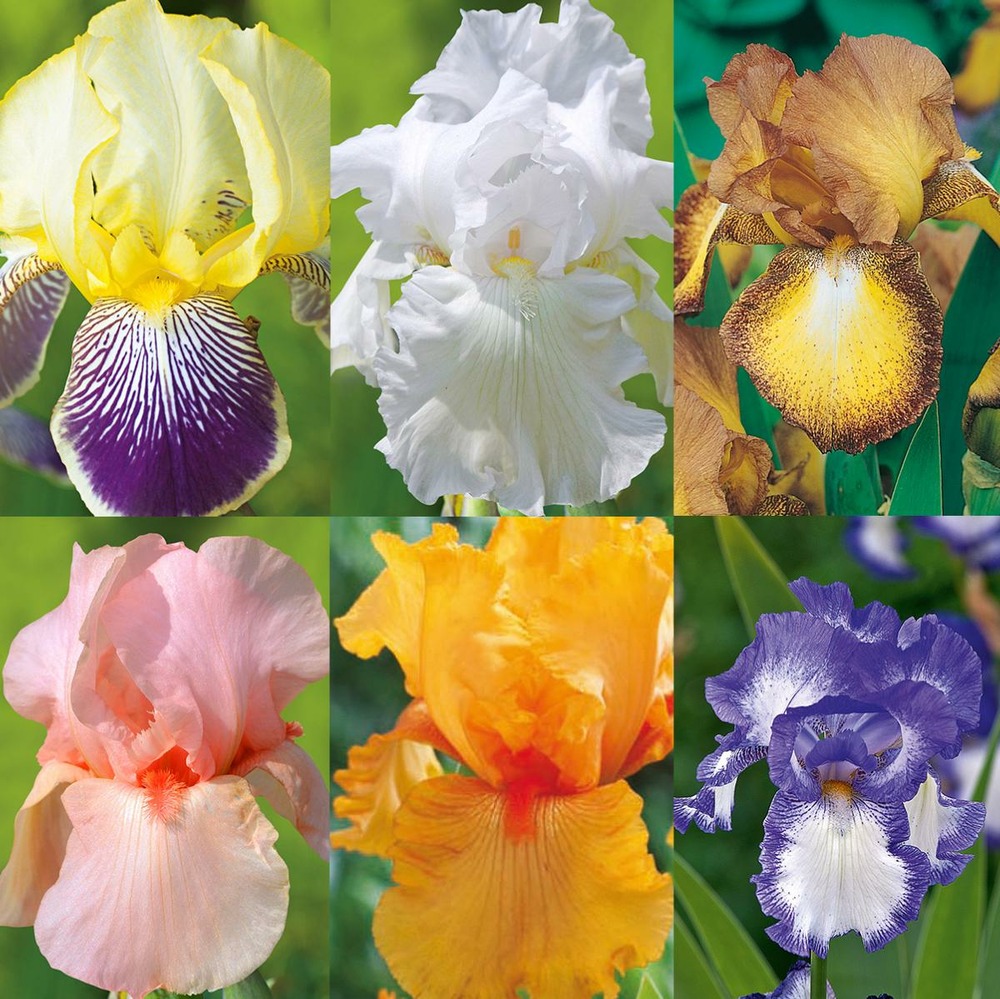 Offre 6 iris des jardins