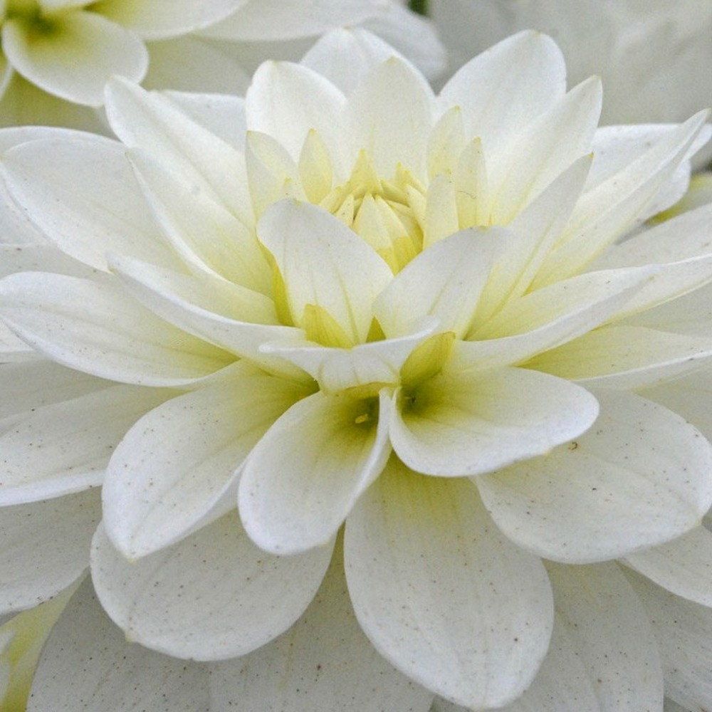 Dahlia décoratif 'karma maarten zwaan' bulbe calibre i