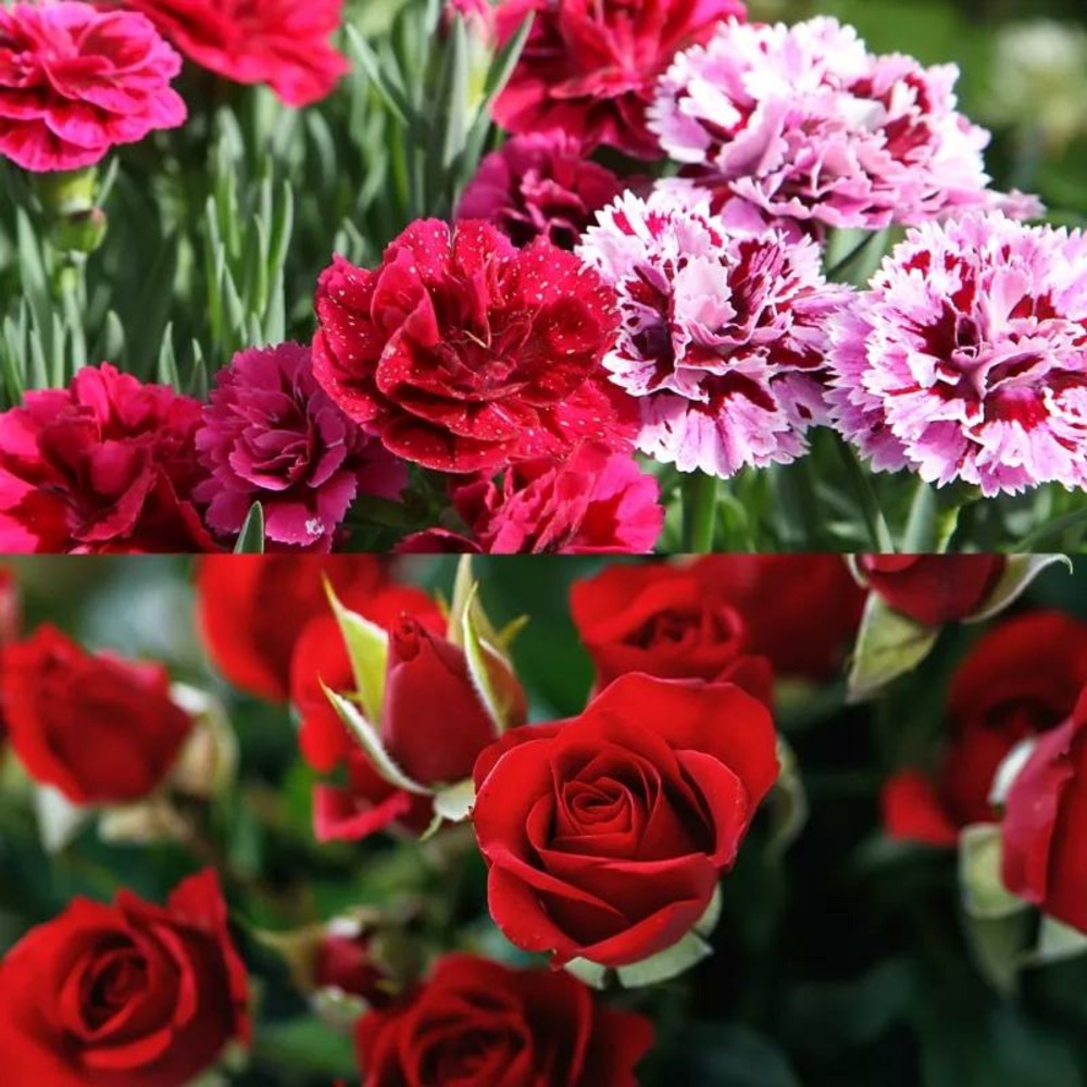 Nématodes pour plantes et arbustes 5m