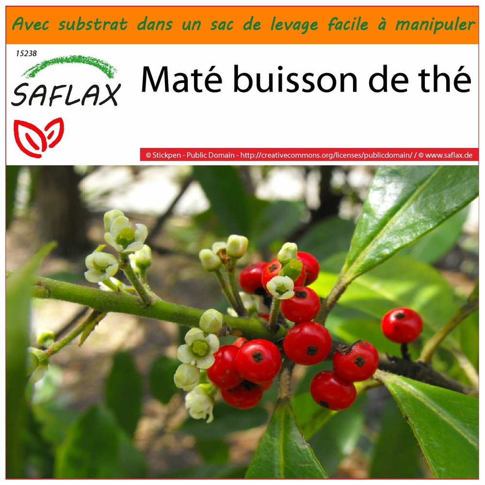 Garden in the bag - maté buisson de thé - 10 graines - ilex paraguariensis