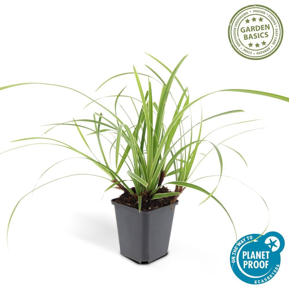 Carex ice dance - h 15-25 cm, pot ø11 cm