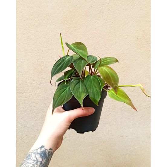 Philodendron scandens micans medium d. 12cm h. 25cm - plante d'intérieur
