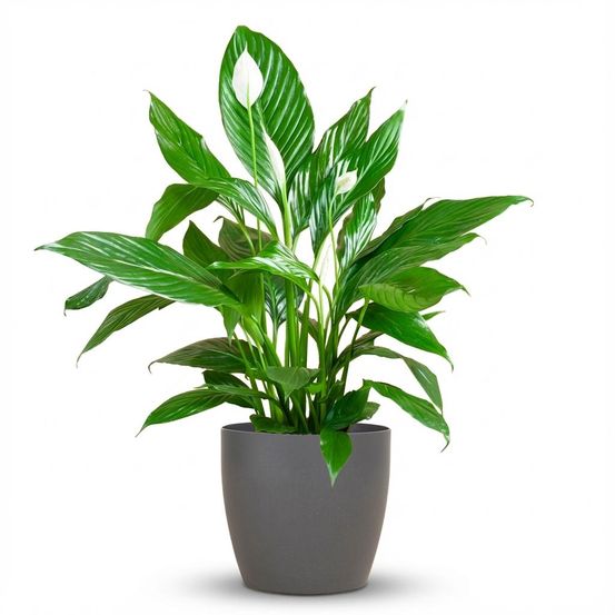 Spathiphyllum - plantes d'intérieur