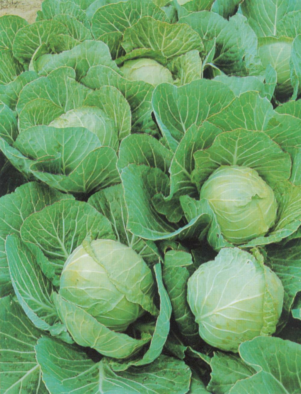 Chou cabus cyclone hf1 - 0. 7 g