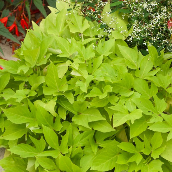 3 ipomées sweet caroline green - les 3 pots / ø 10.5cm