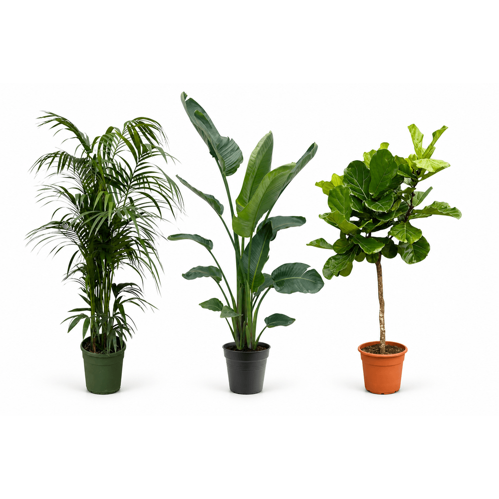 Canopée de salon — kentia, strelitzia nicolai et ficus lyrata — lot de 3 plantes