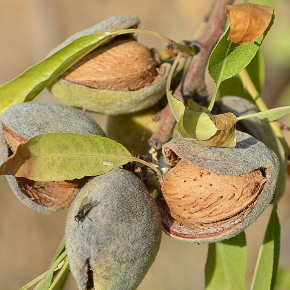 Amandier ferragnes pot de 15l - 1/2 tige - 150/175 cm