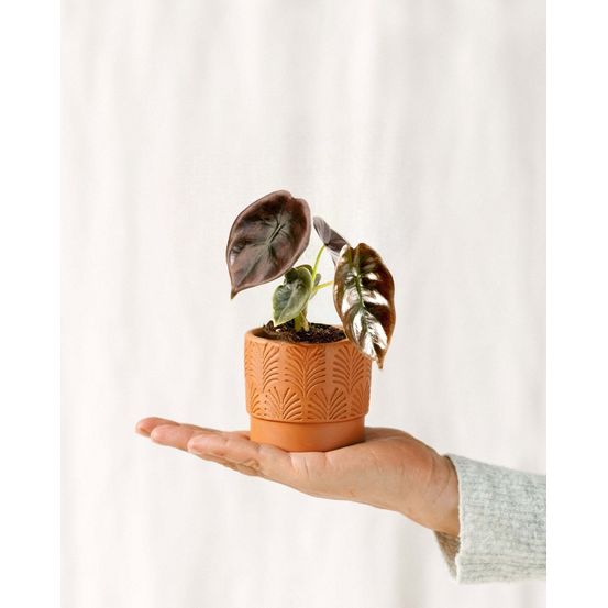Mini alocasia cuprea red 12cm - plante d'intérieur