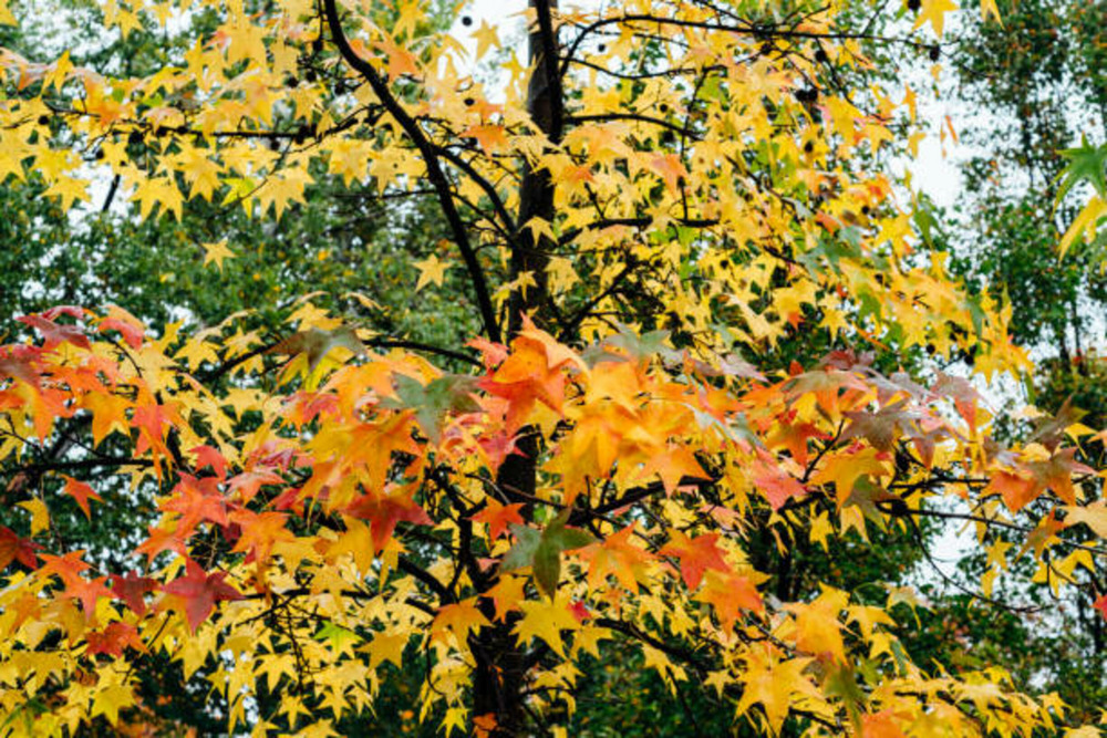 Liquidambar styraciflua aurea c15l baliveau 150/250 cm (hors pot)