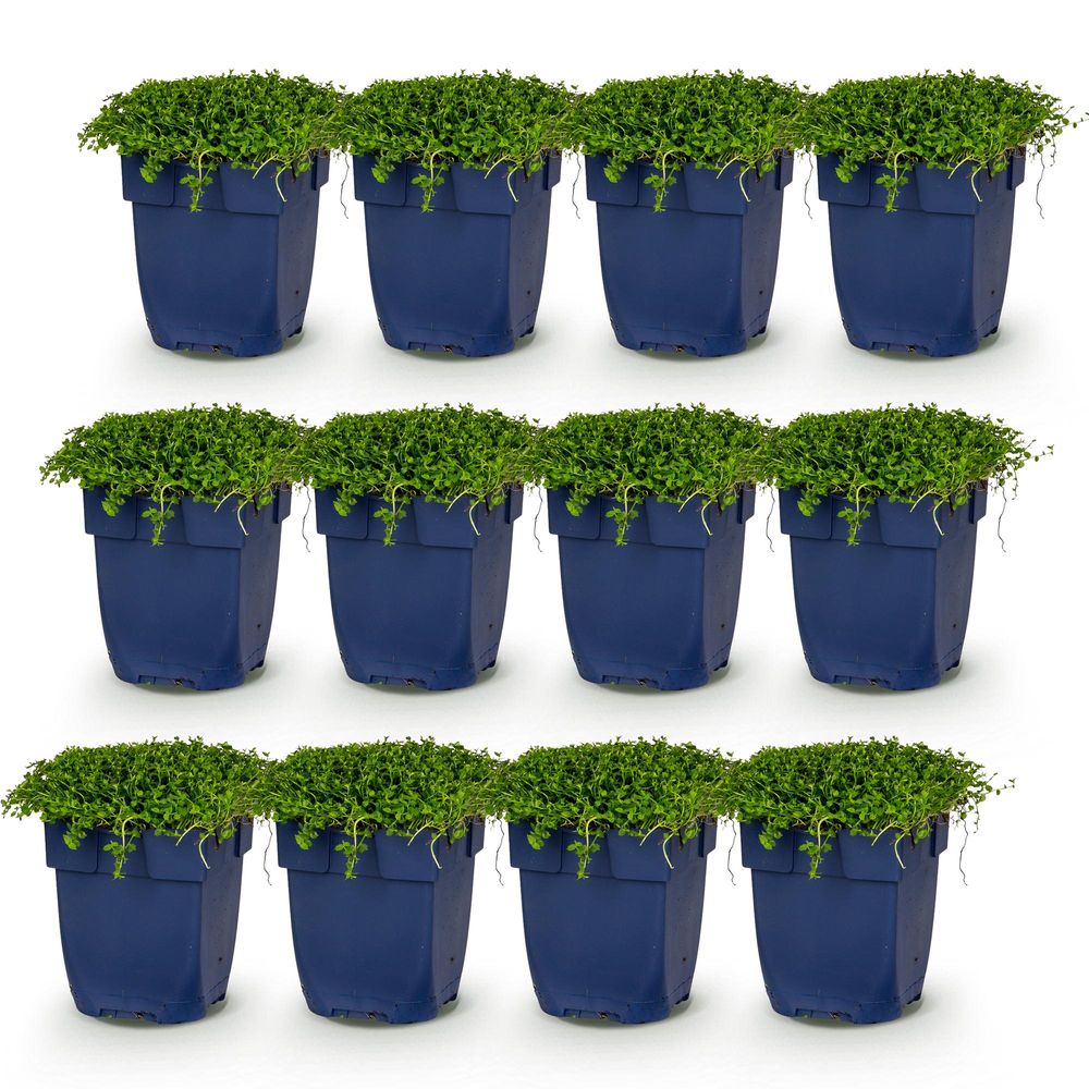 Isotome - lot de 12 - pot 11 cm - hauteur 25 cm - plante d'extérieur