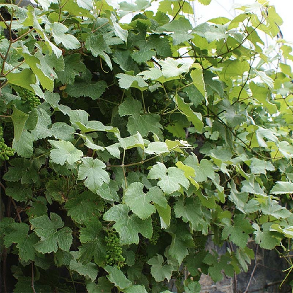 Vigne 'incana' pot de 1,5l/2l
