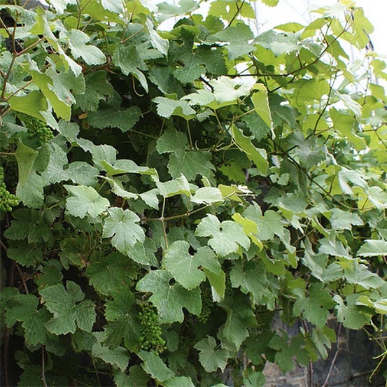 Vigne 'incana' pot de 1,5l/2l