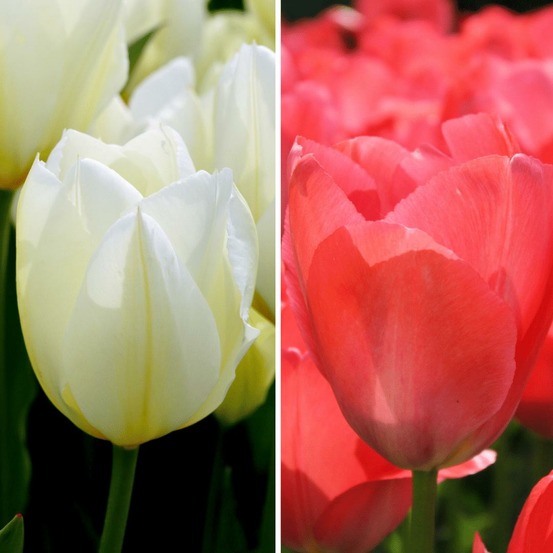 Tulipes elly's choice - 30 bulbes - taille 12+