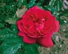 Rosier buisson rouge 'Tess of the d'uberville' : pot de 5 litres