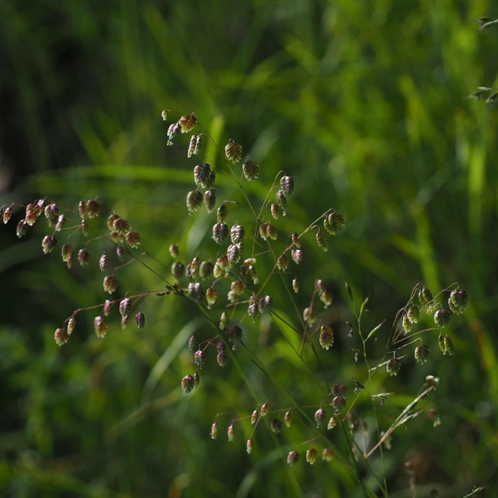 Briza media limouzi pot de 3l - 20/40 cm