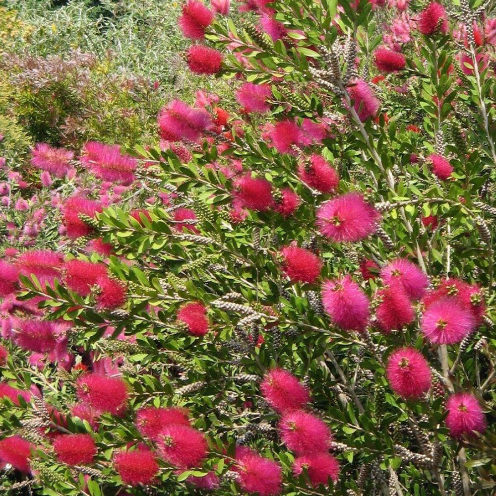Rince-bouteilles hot pink® 'kk01', callistemon pot de 3l - 40/60 cm
