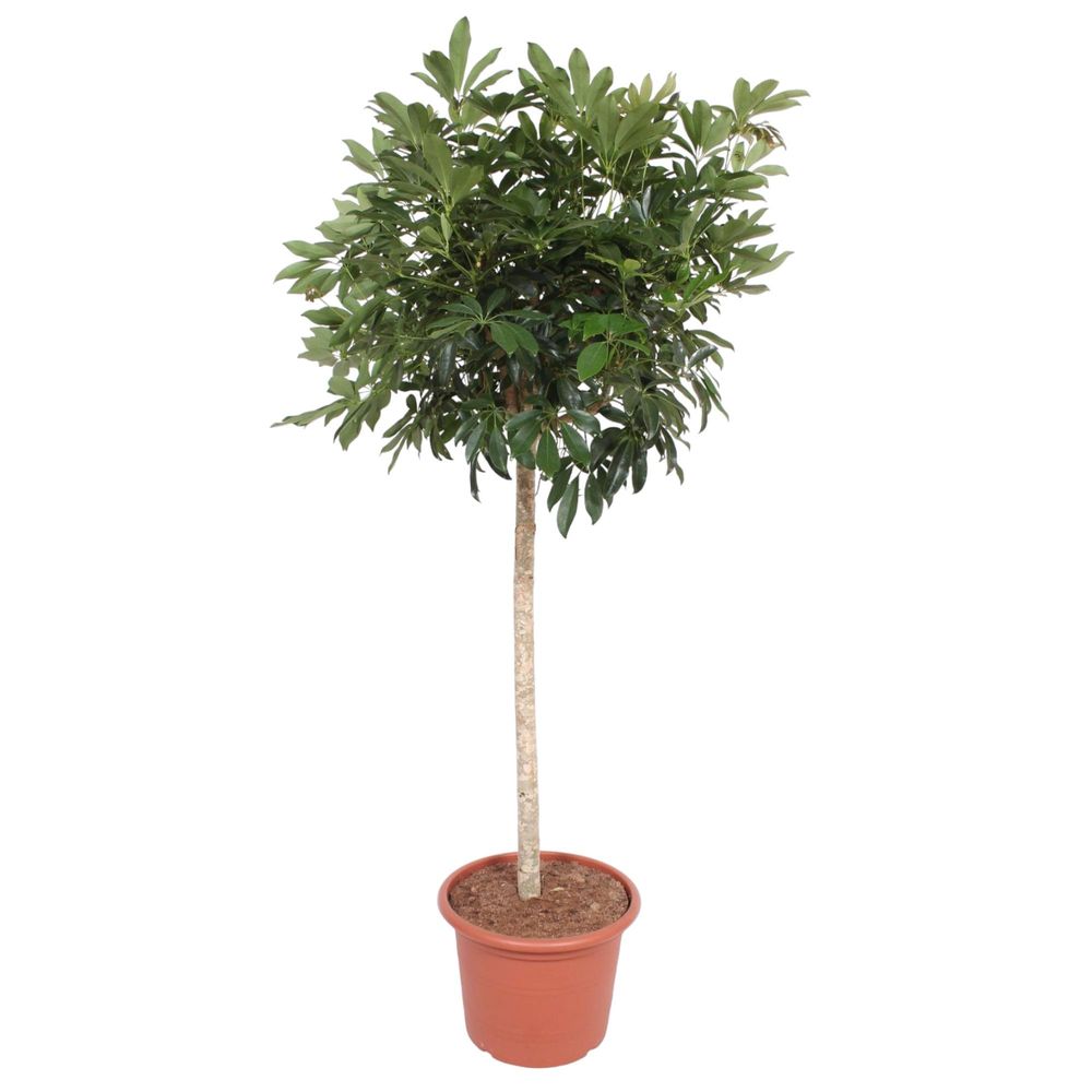 Schefflera arboricola - plantes d'intérieur