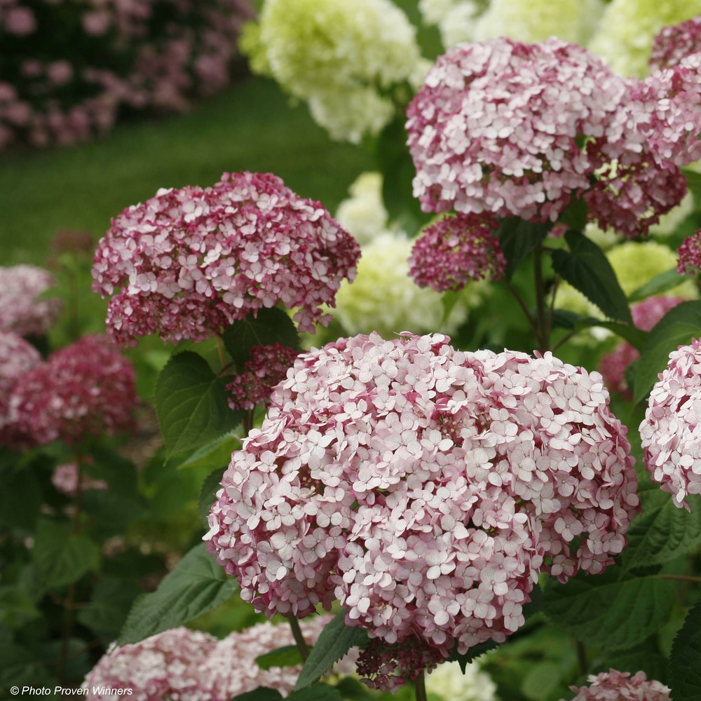 Hortensia de virginie 'sweet annabelle' pot de 2l/3l, buisson, 3 /5 branches