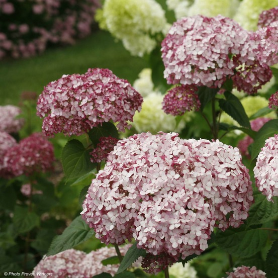 Hortensia de virginie 'sweet annabelle' pot de 2l/3l, buisson, 3 /5 branches