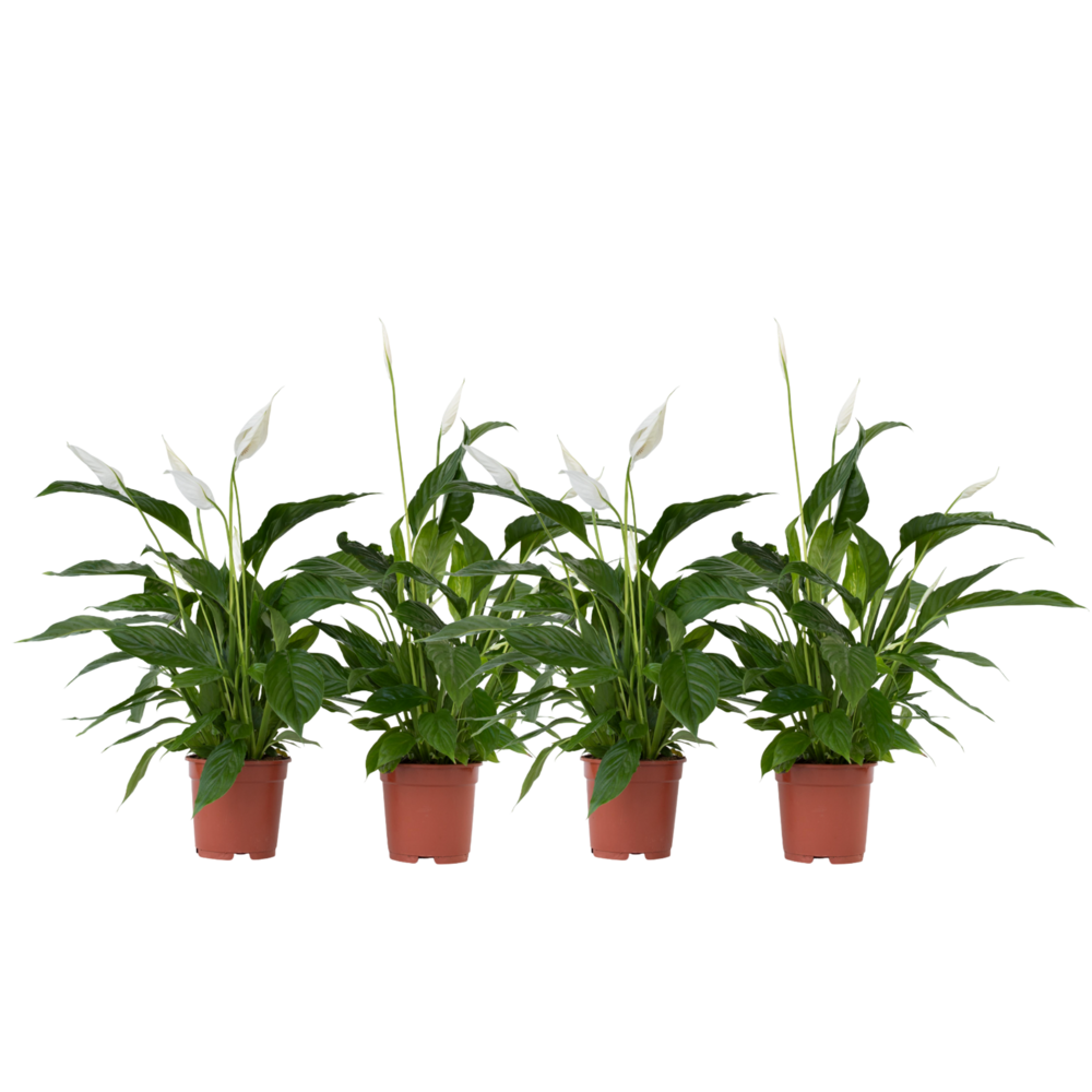Fleur de lune - set de 4 - spathiphyllum 'lima' - hauteur 60-75cm - ⌀12cm