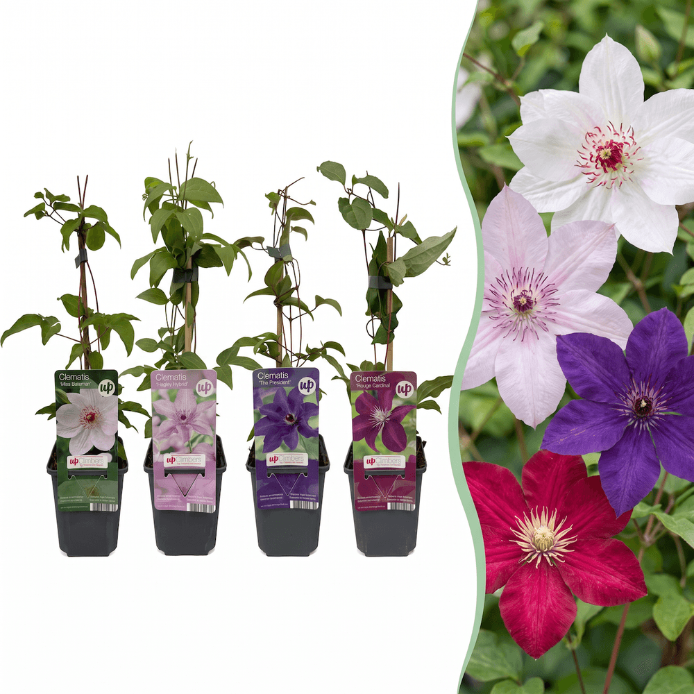 12x clématite en mélange 'rainbow' - violet, rouge, rose, blanc - grimpante - ø9cm - ↕35cm - plante d’extérieur
