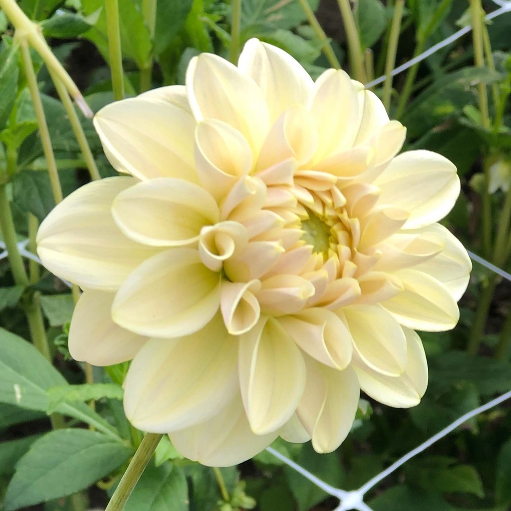 Dahlia décoratif 'caramel antique' bulbe calibre i