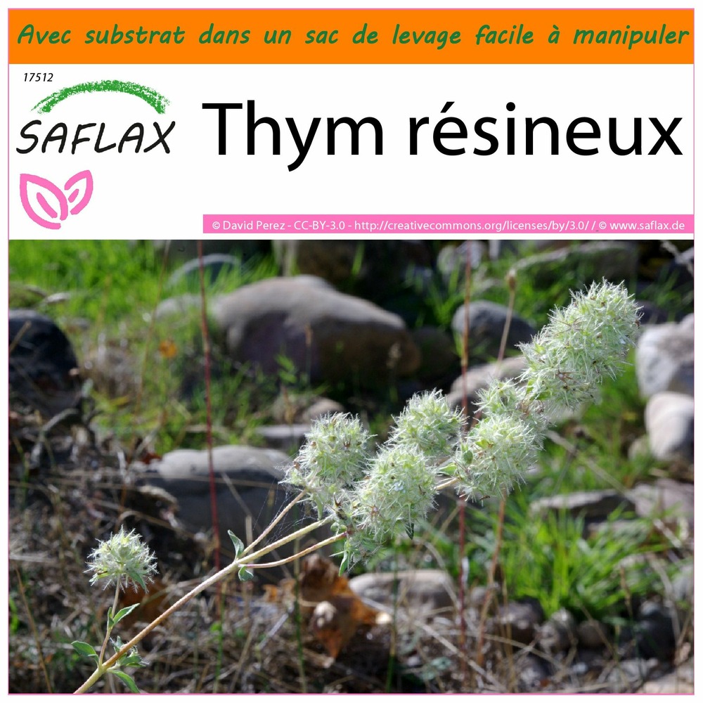 Garden in the bag - thym résineux - 250 graines - thymus mastichina