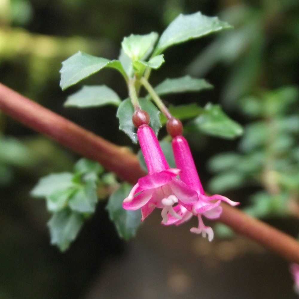 Fuchsia microphylla godet de 8/9 cm