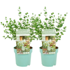 Eucalyptus parvifolia 'oliva' - set de 2 - arbuste plante naturelle - pot 15cm - hauteur 35-45cm