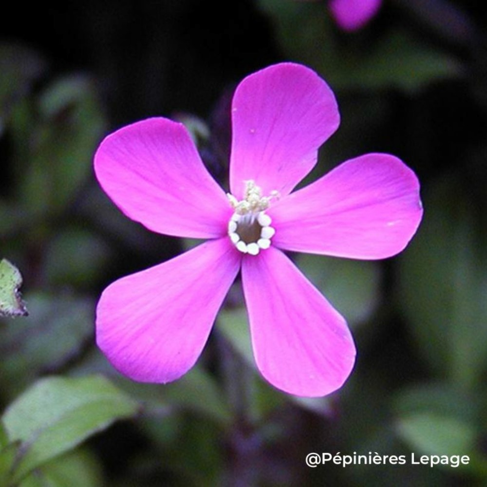 3 saponaires faux-basilic (saponaria ocymoides)