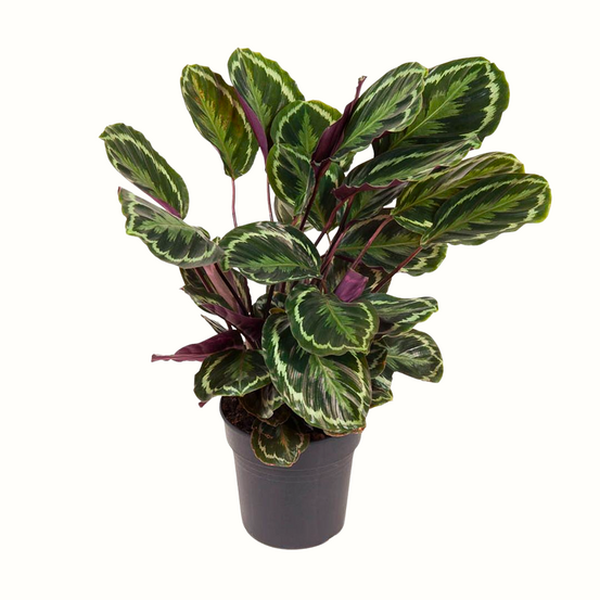 Calathea medaillon - 80cm
