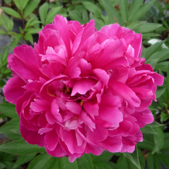 Pivoine de chine 'karl rosenfield' souche 3/5 yeux