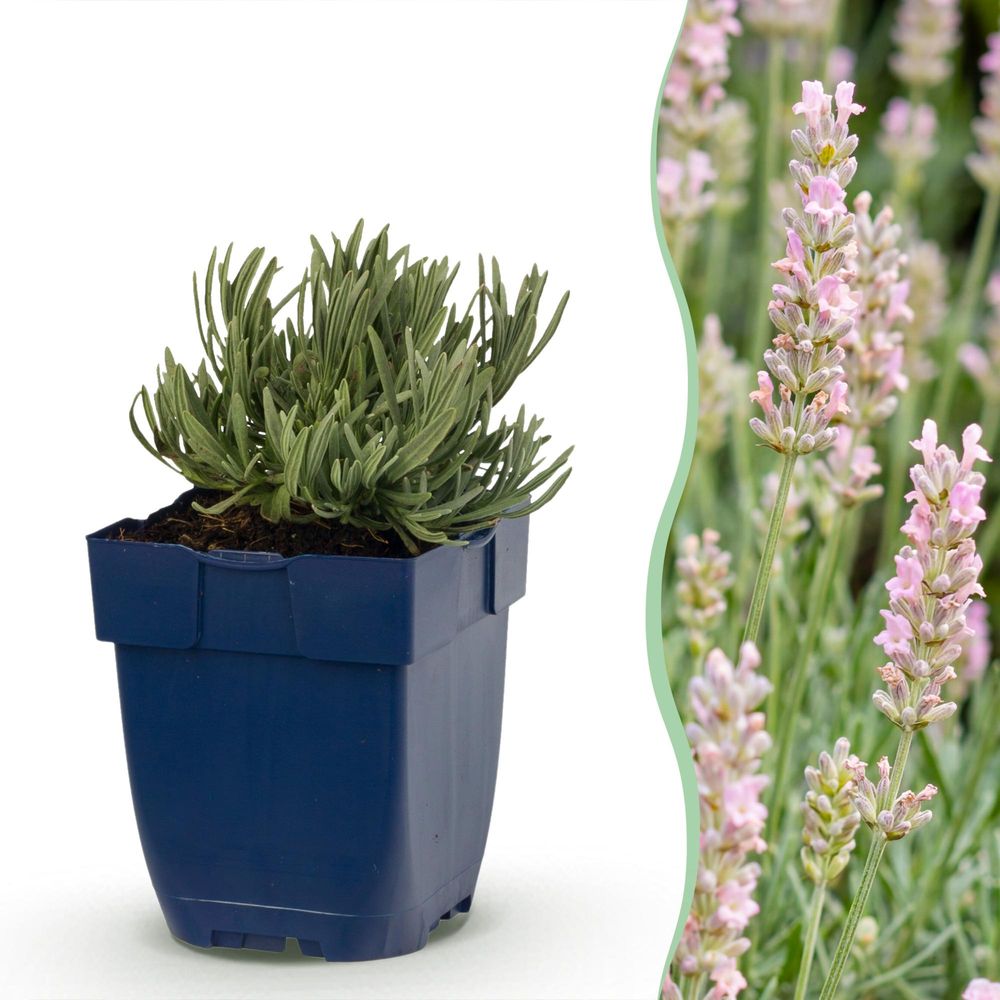 Lavande 'rosea' - lot de 24 - pot 11 cm - hauteur 25 cm